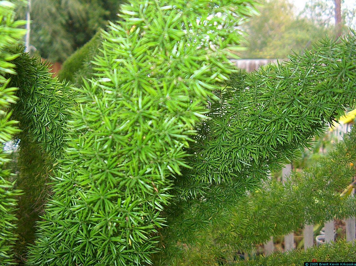 Asparagus-meyerii-closeup