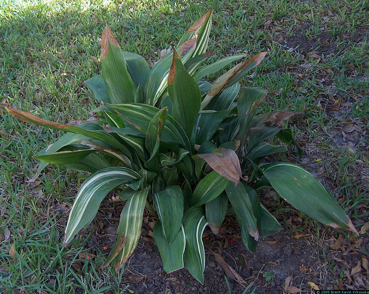 Aspidistra-elatior-variegata--cast-iron-plant-2