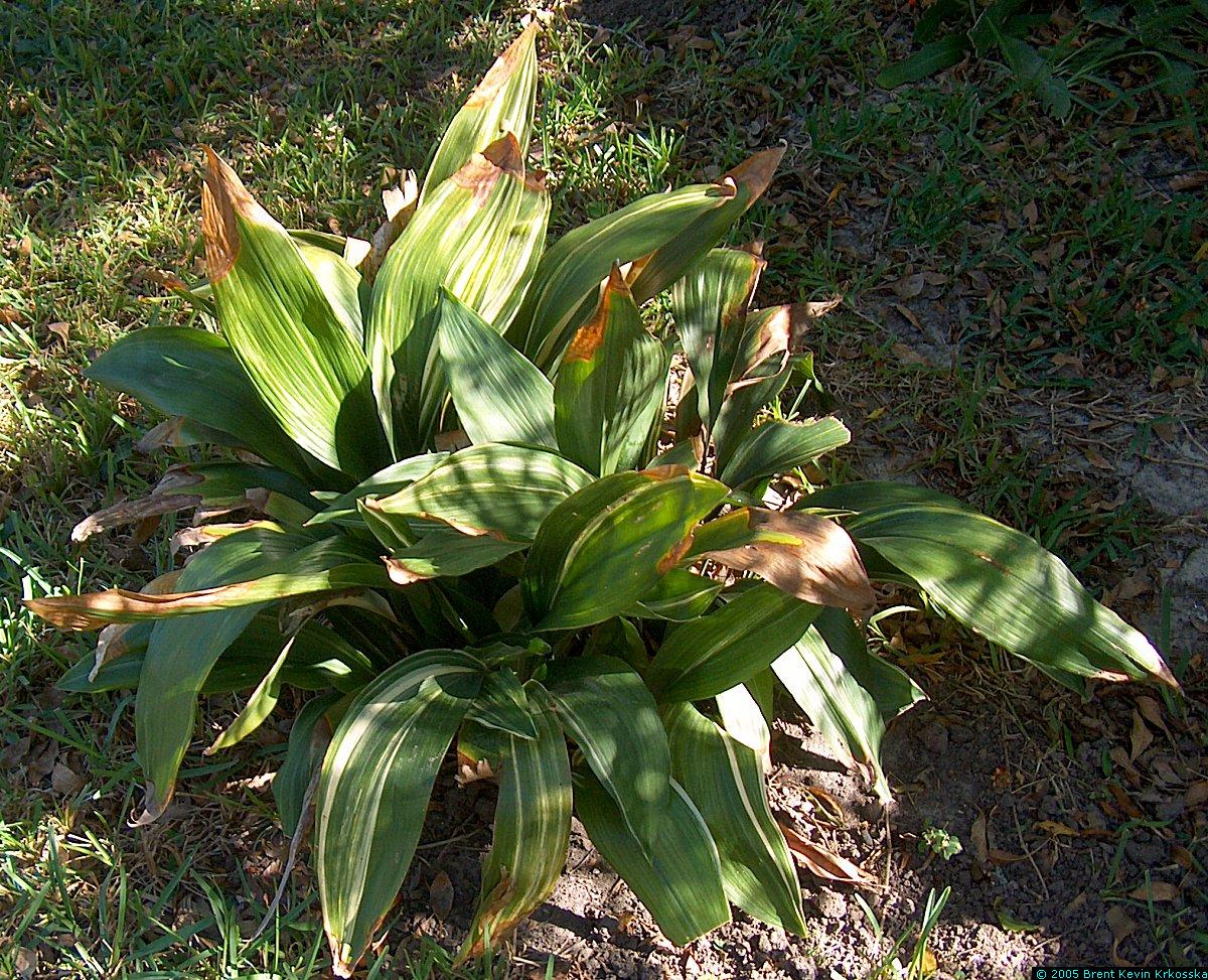 Aspidistra-elatior-variegata--cast-iron-plant