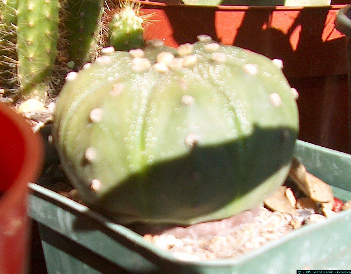 Astrophytum-asteria-side-view