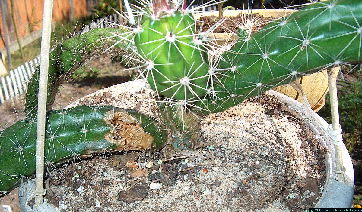 Corryocactus-melanotrichus-1