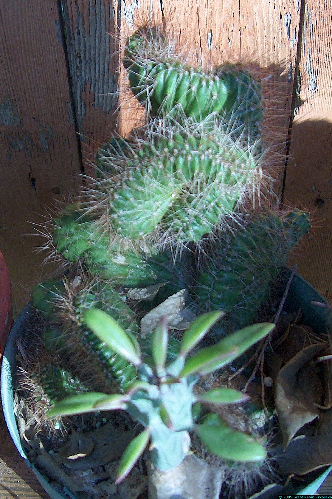 Corryocactus-melanotrichus-cristata-2