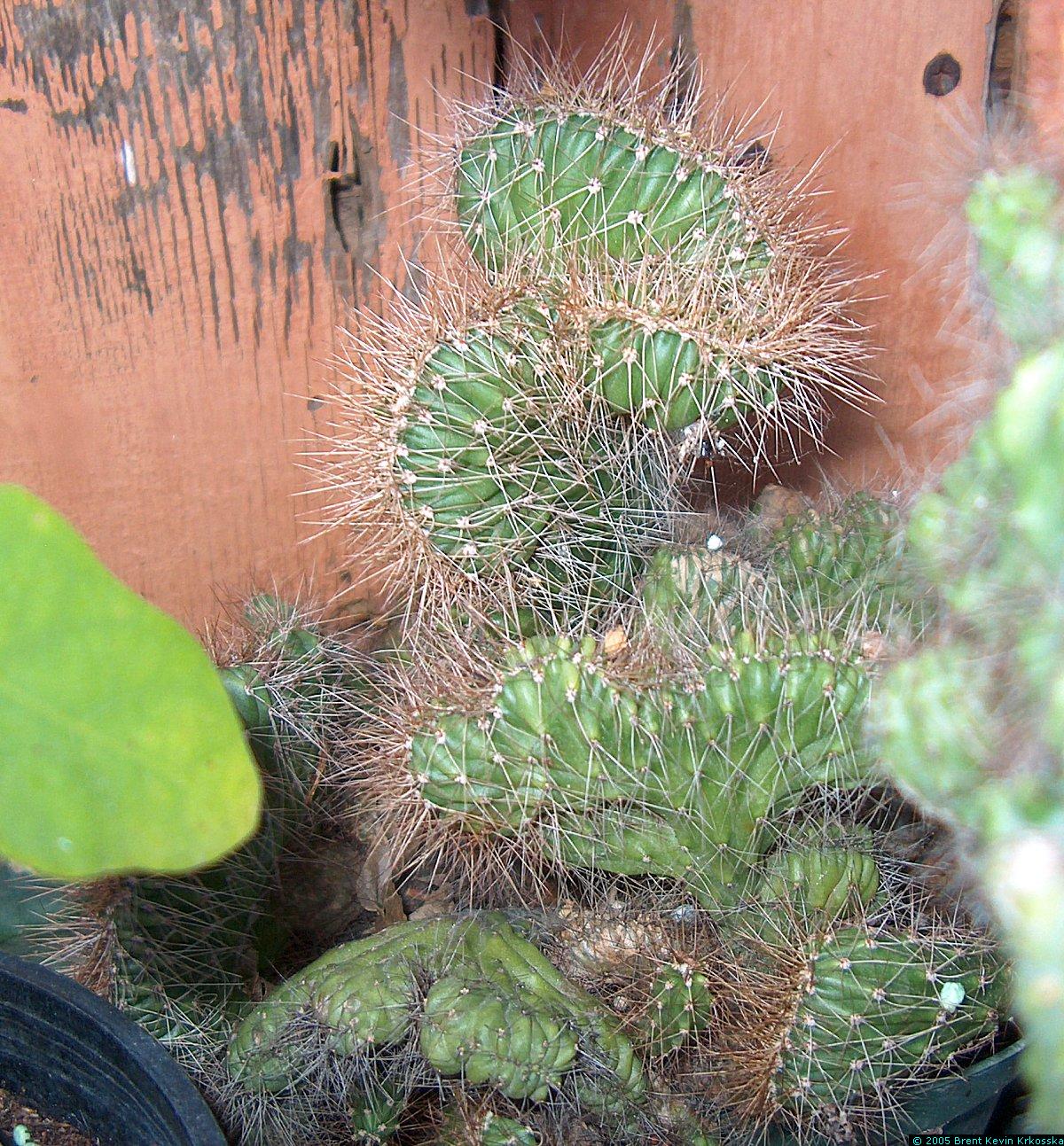 Corryocactus-melanotrichus-cristata