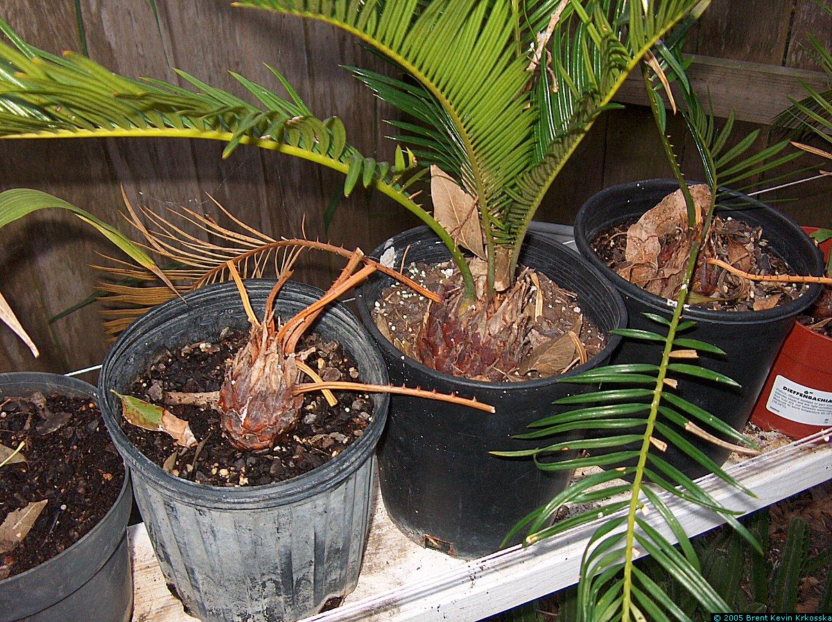 Cycas-revoluta--Sago-palm-trunks