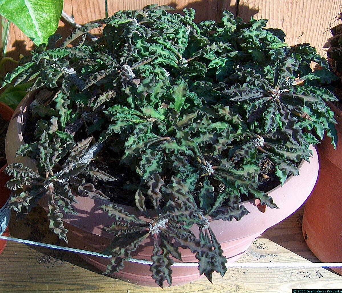 Euphorbia-decaryi-au-naturel