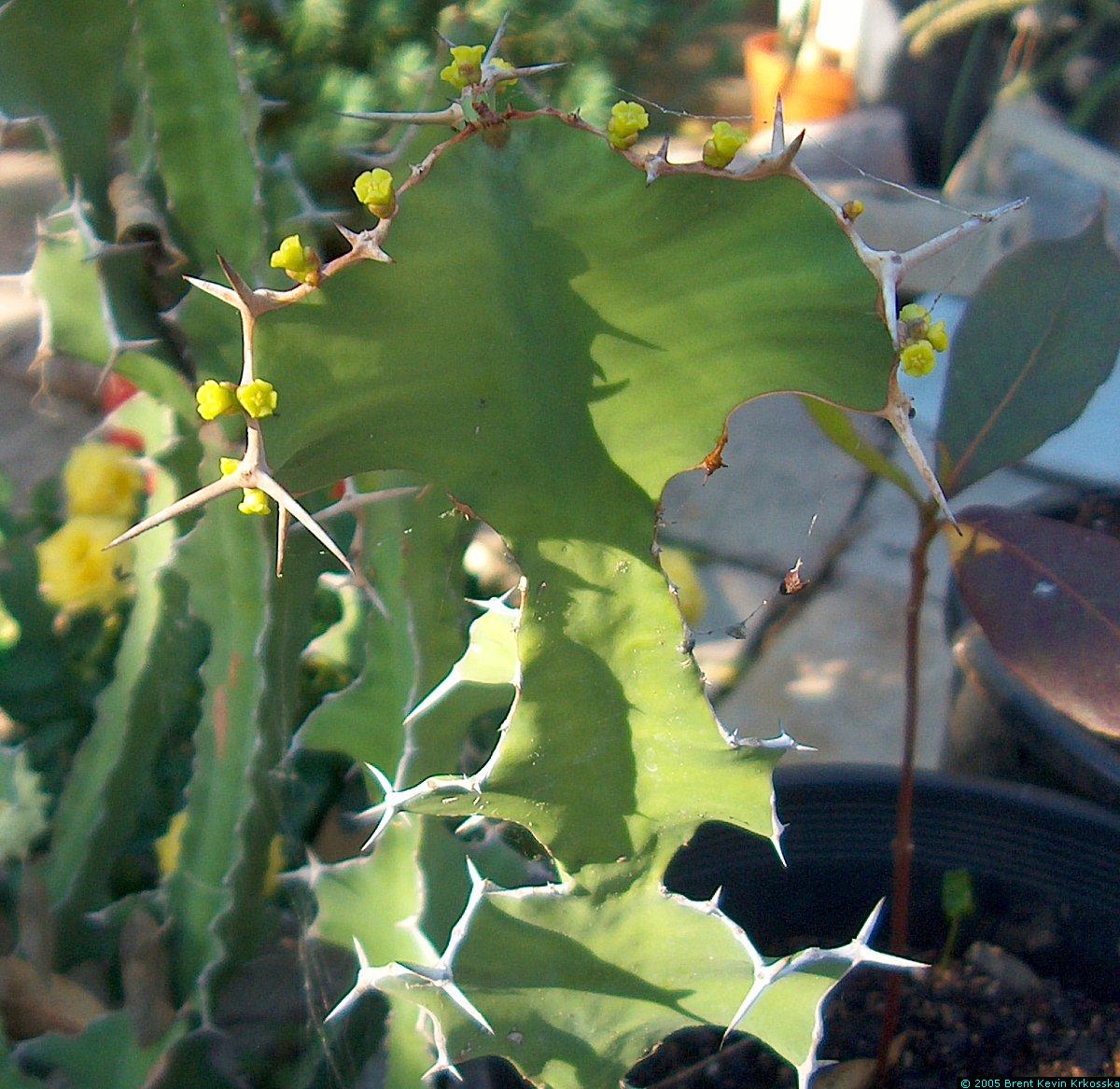 Euphorbia-grandicornis-flowers