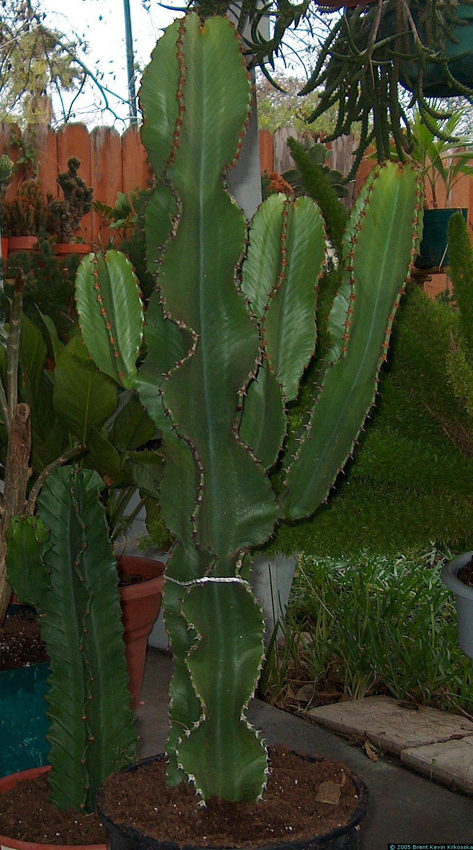 Euphorbia-ingens-potted-cuttings