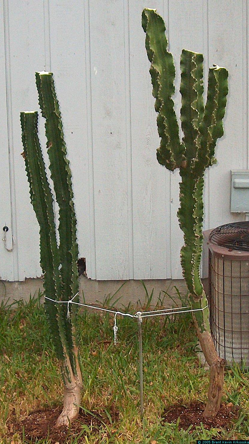 Euphorbia-ingens