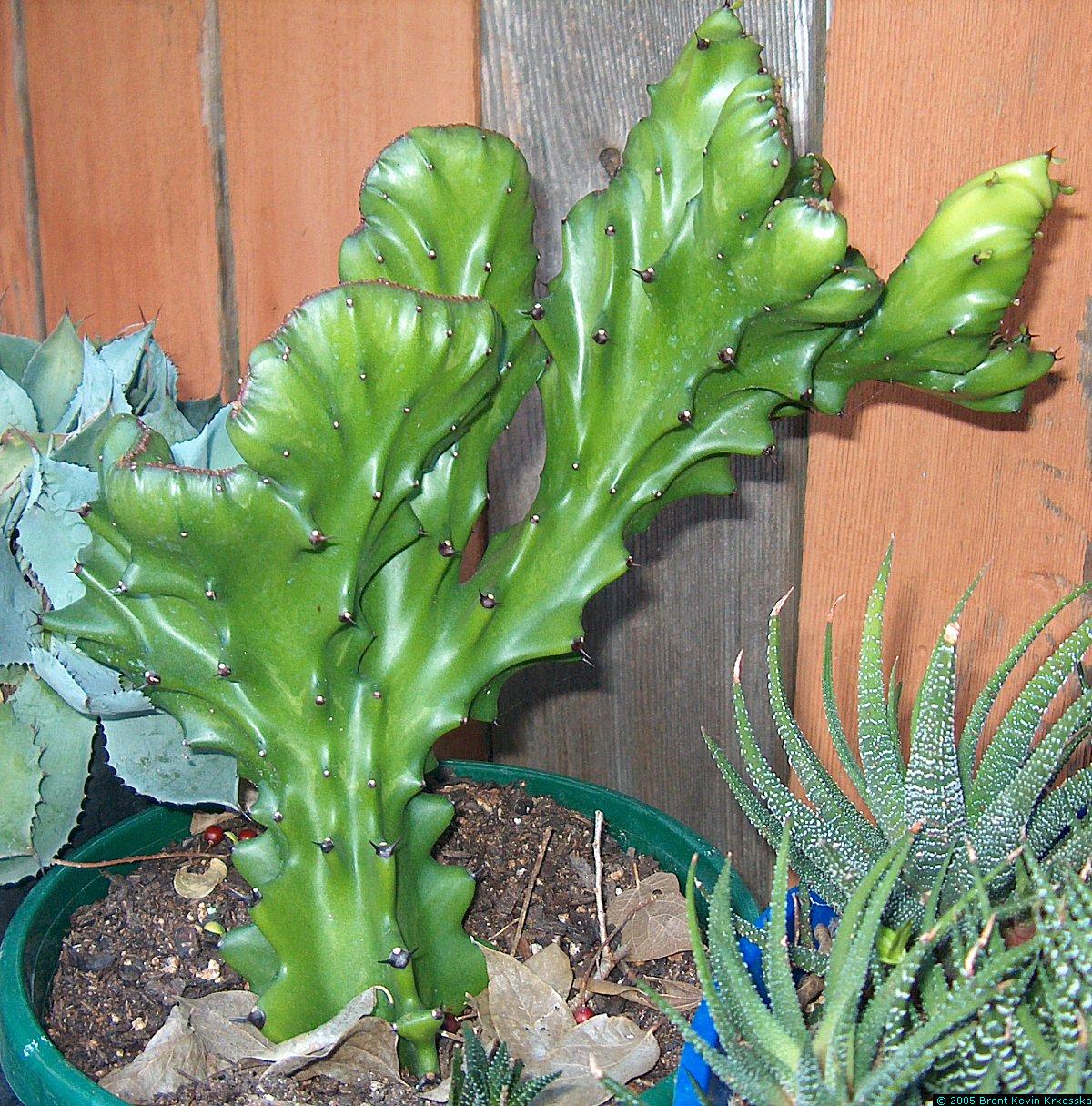 Euphorbia-lactea-crest-cutting