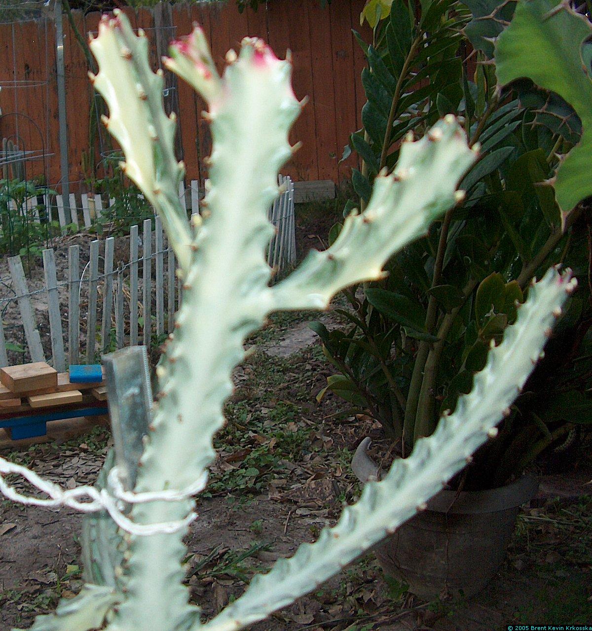 Euphorbia-lactea-white-2