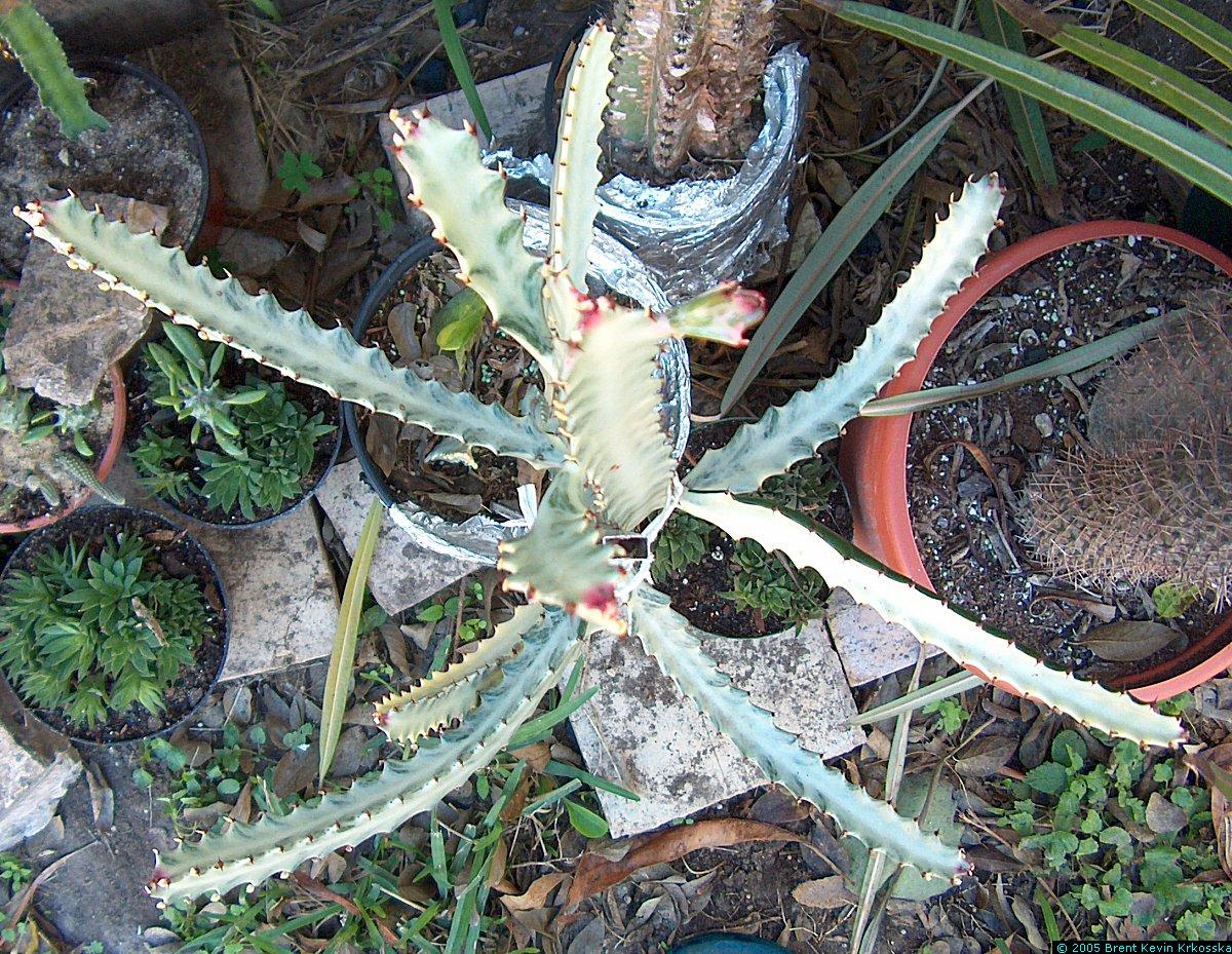 Euphorbia-lactea-white-top2