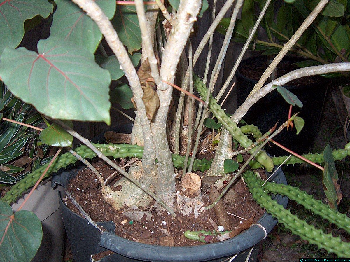 Ficus-petiolaris-base