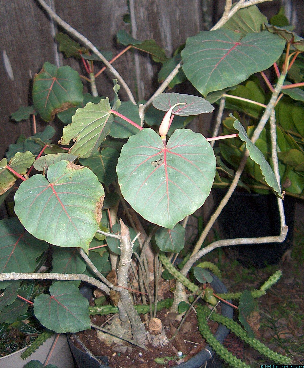 Ficus-petiolaris-side