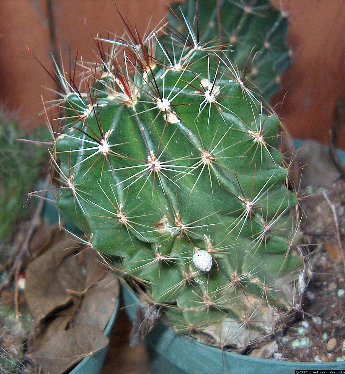Hamatocactus-setispinus