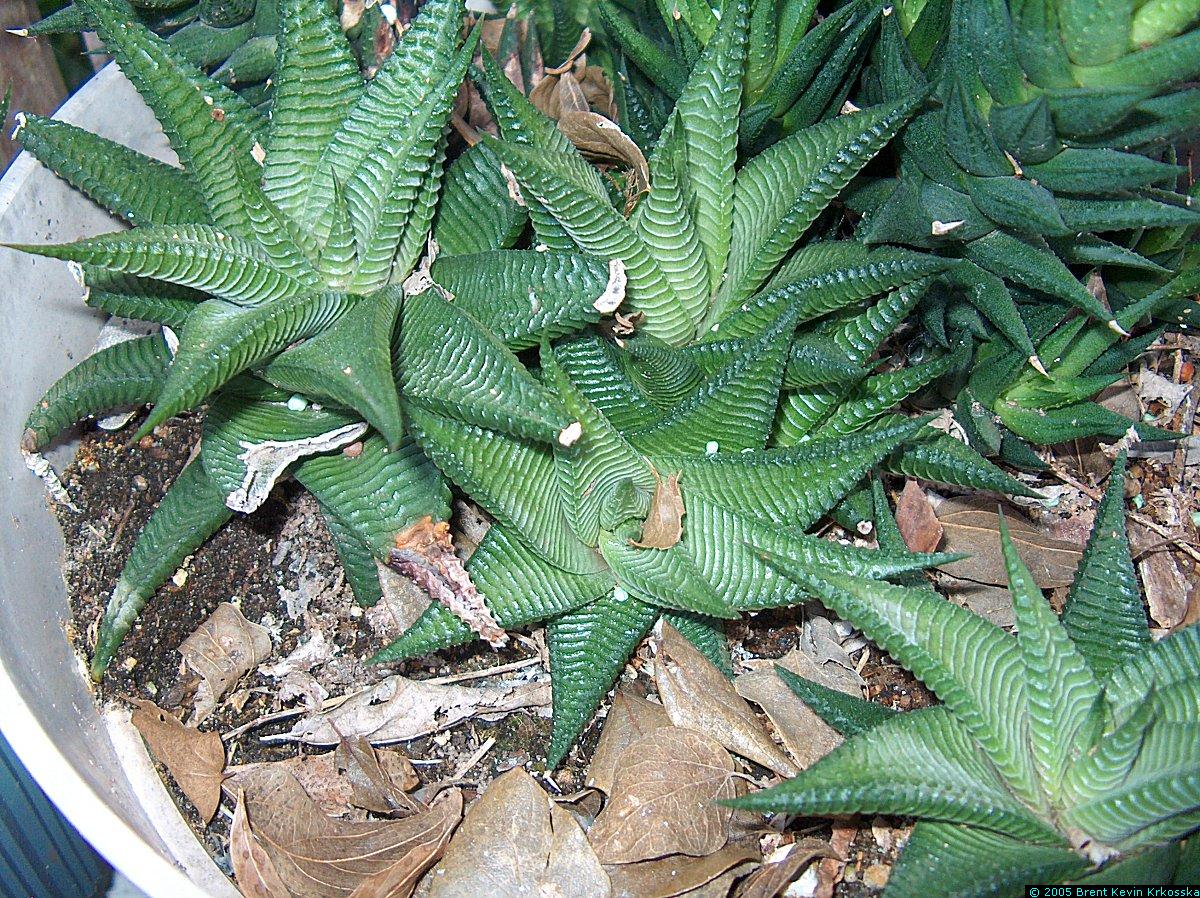 Haworthia-limnifolia-2