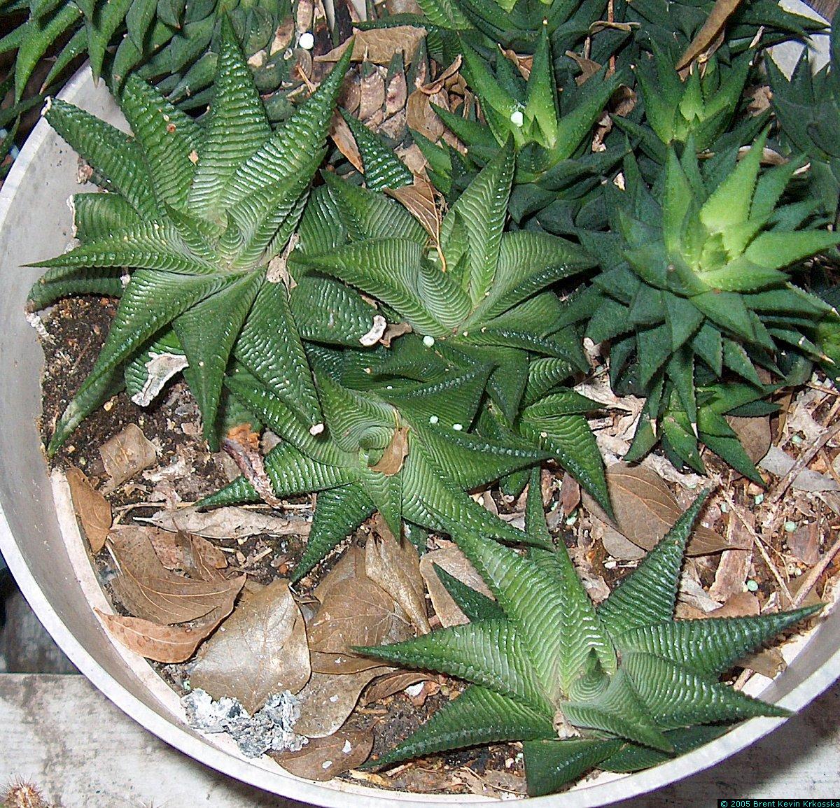 Haworthia-limnifolia