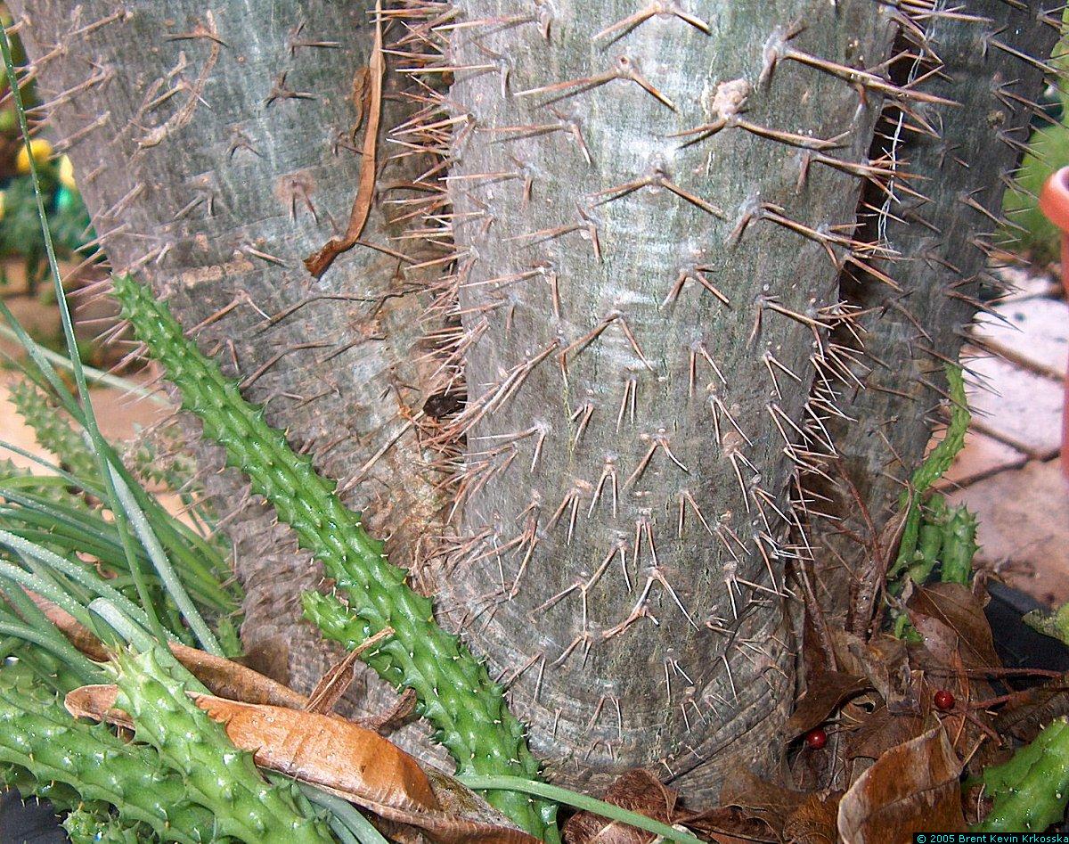 Pachypodium-lamerii-closeup