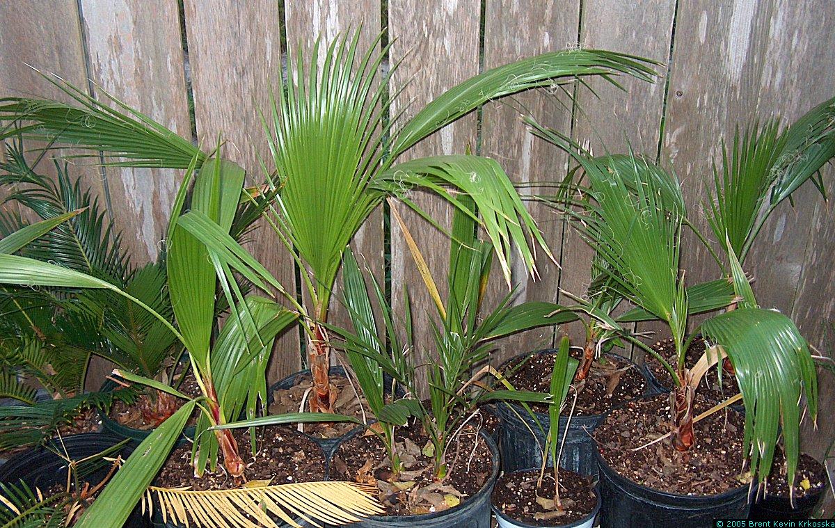 Washingtonia-robusta-seedlings--California-fan-palms