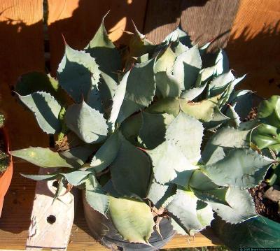 Agave parryii