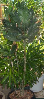 Chameadorea metallica - baby fishtail palm