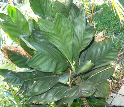 Chameadorea metallica - baby fishtail palm