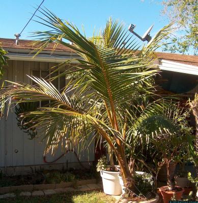 Cocos nucifera - coconut palm