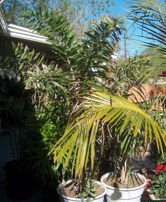 Wodytia bifurcata - Foxtail Palm