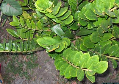 Zamiacalcas zamiifolia