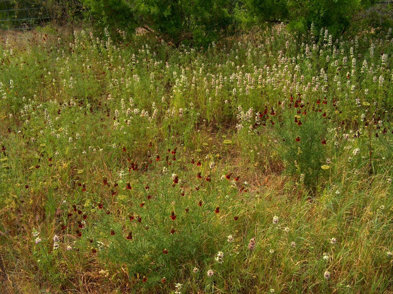 Kingsville, Texas Wildflowers - April 10, 2005